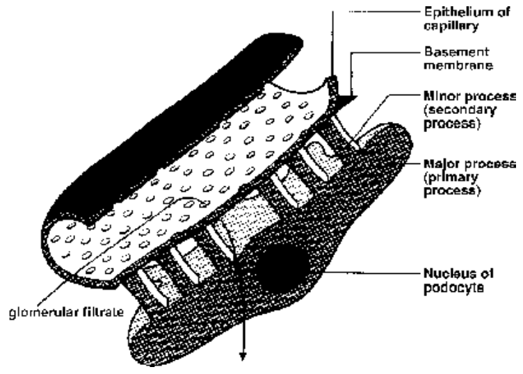 Mechanical Part of Excretory System