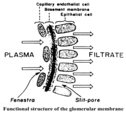 Mechanical Part of Excretory System