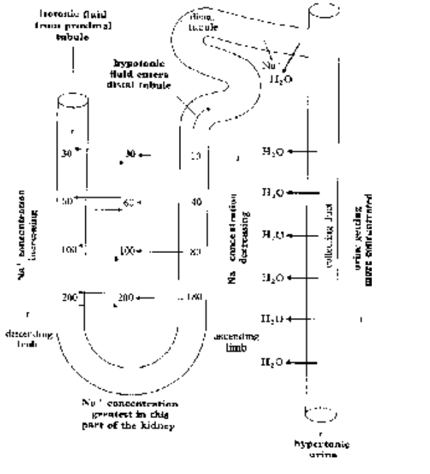 Mechanical Part of Excretory System