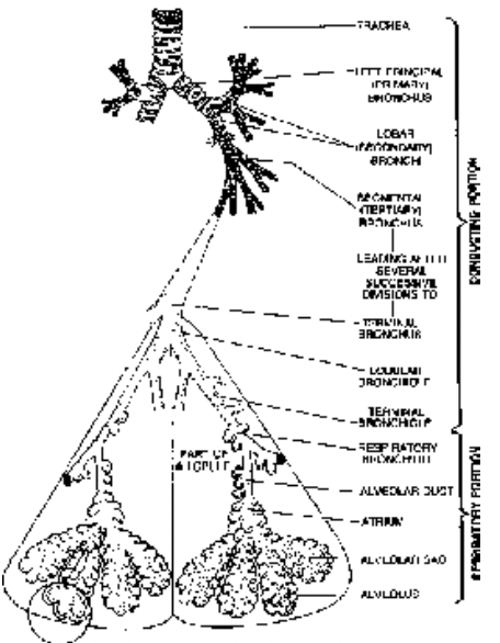 Respiratory Organs of Human