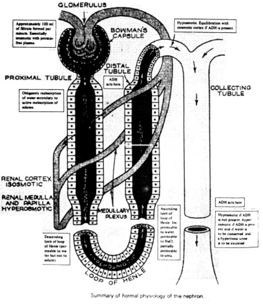 Mechanical Part of Excretory System