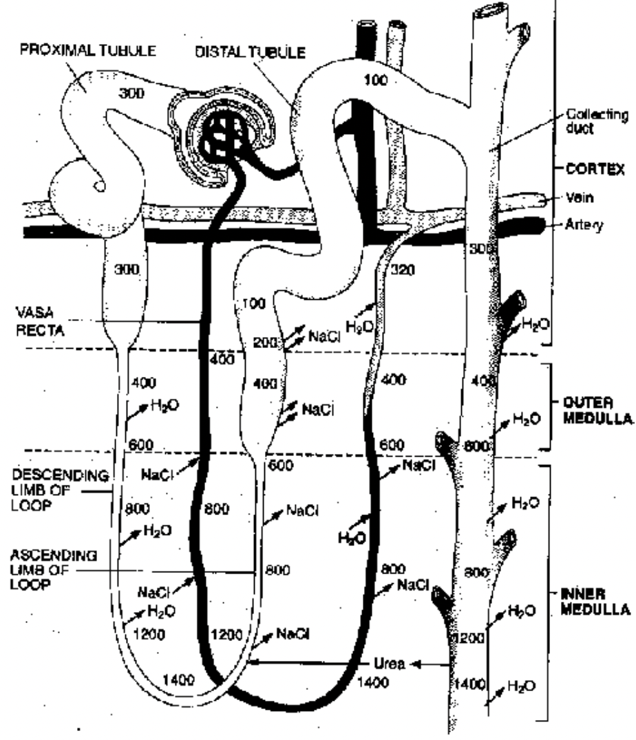 Mechanical Part of Excretory System