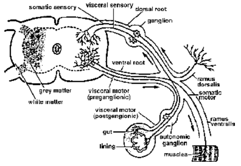 The Human Brain