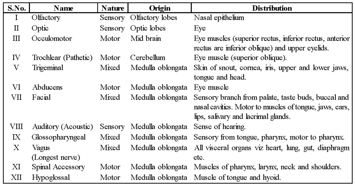 The Human Brain