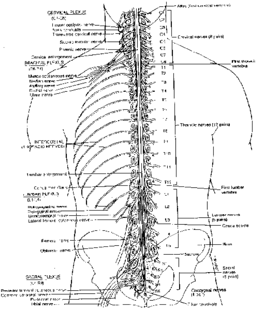 The Human Brain