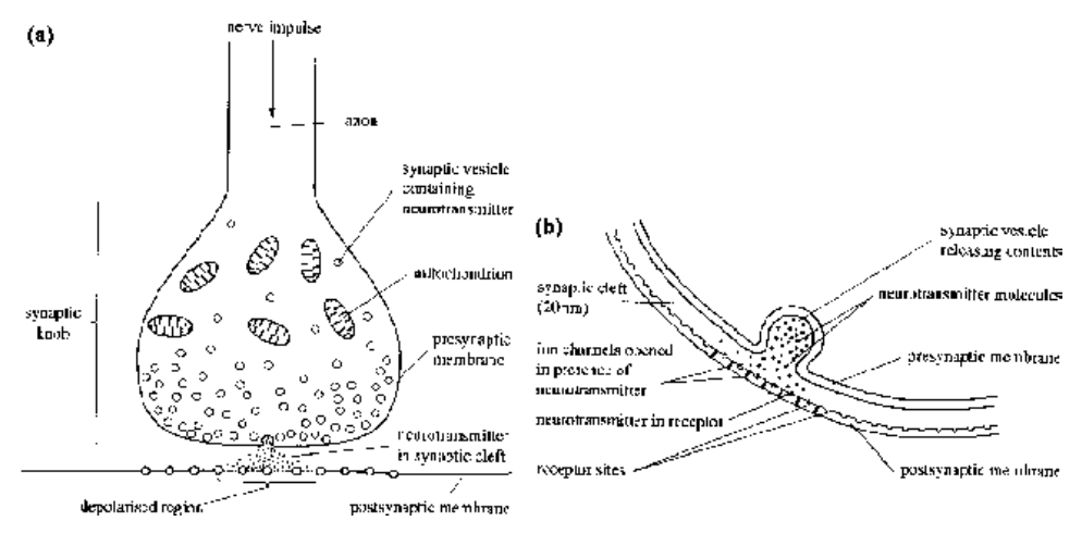 Conduction of Impulse