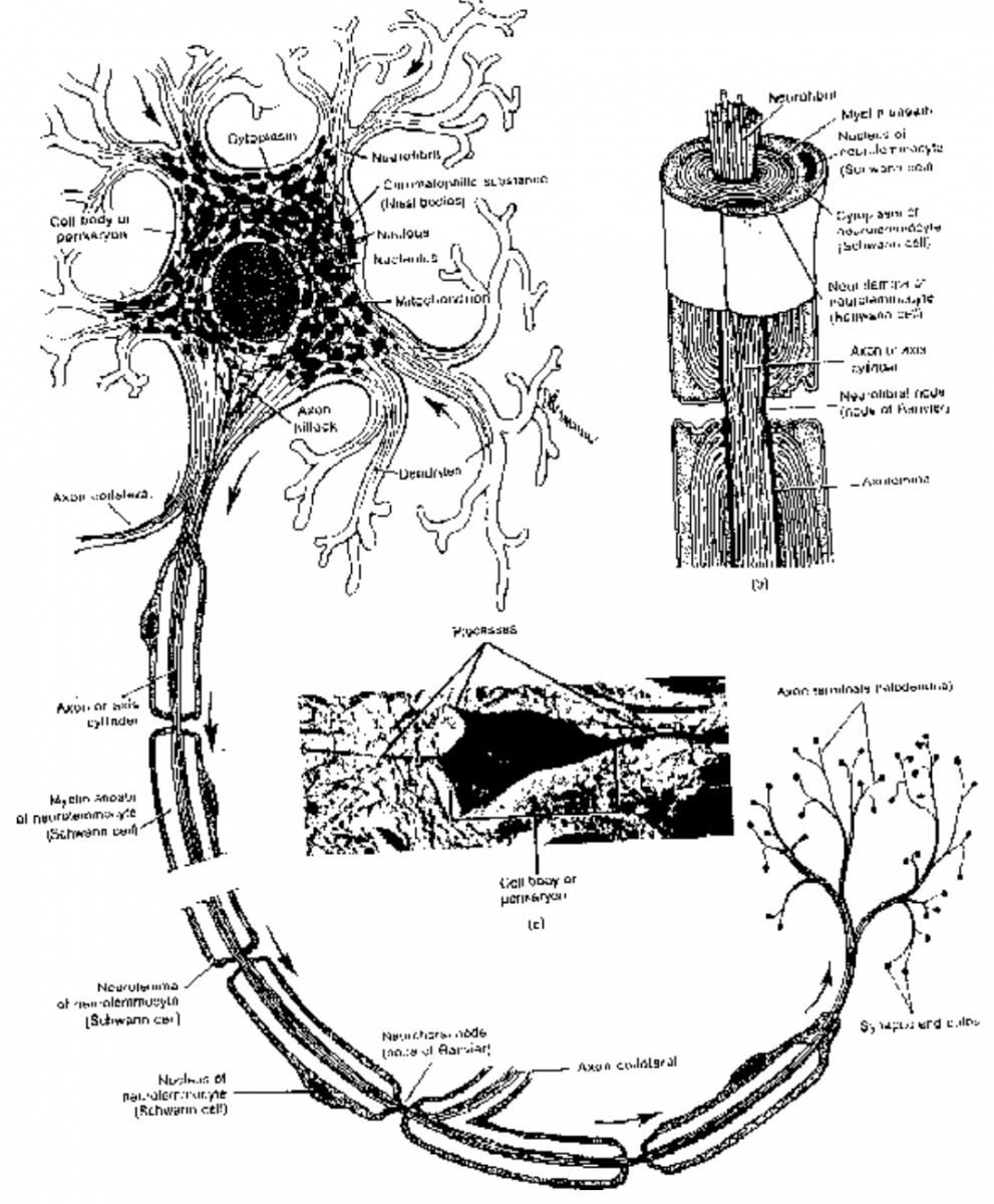 Conduction of Impulse