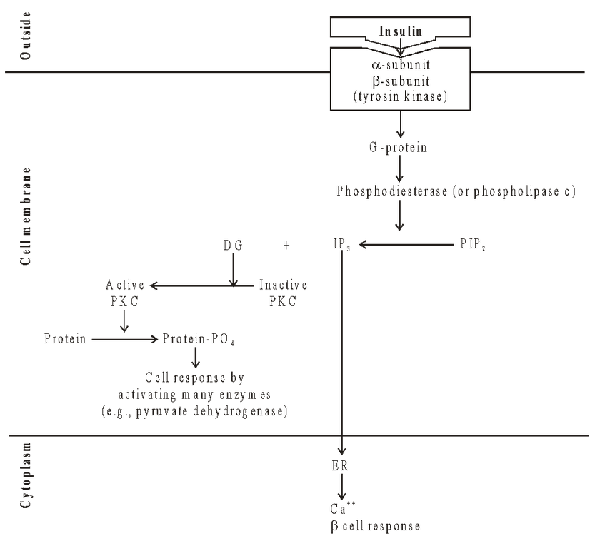 Types of Hormones