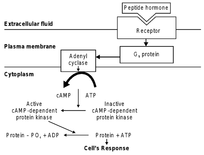 Types of Hormones
