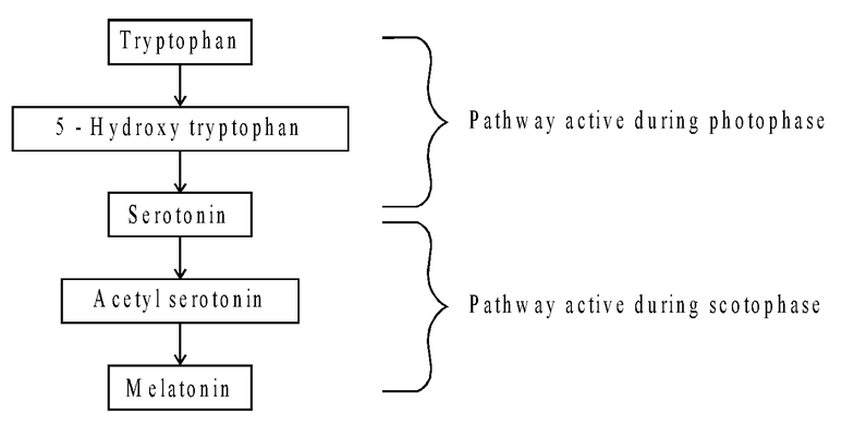 Epiphysis