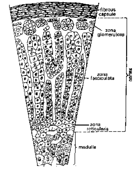 Adrenal