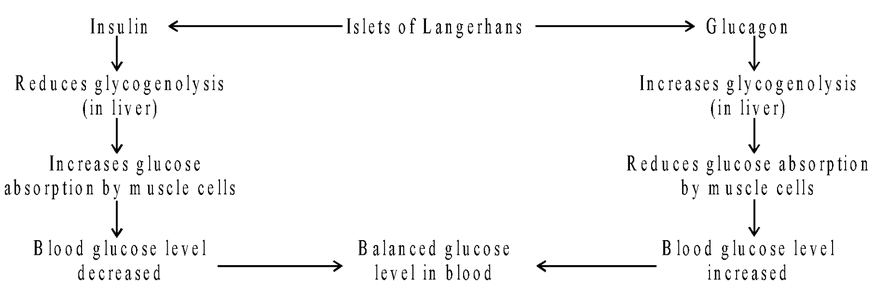 Pancreas 