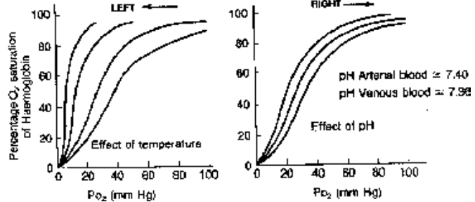 Factors Affecting Hb-O2 Dissociation Curve