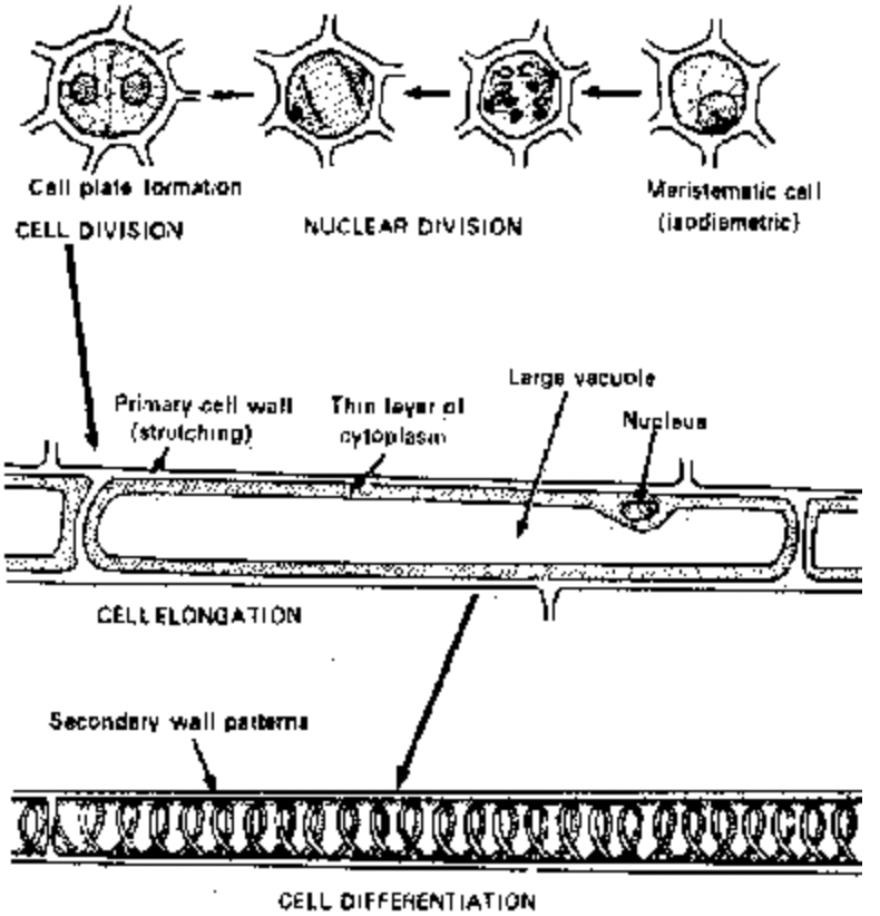 Role of Meristems in growth