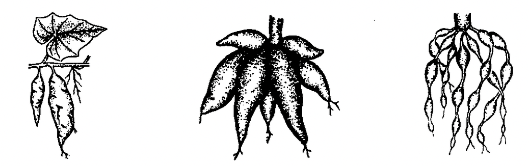 Root