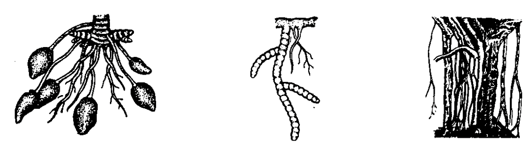 Root