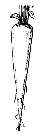 Root