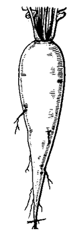 Root