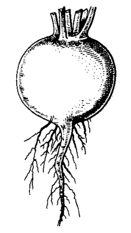 Root
