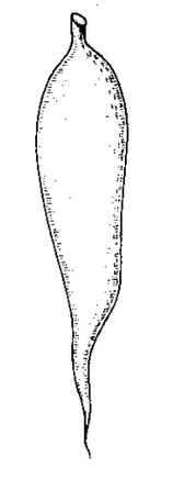 Root