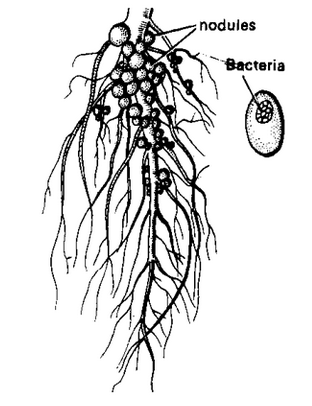 Root