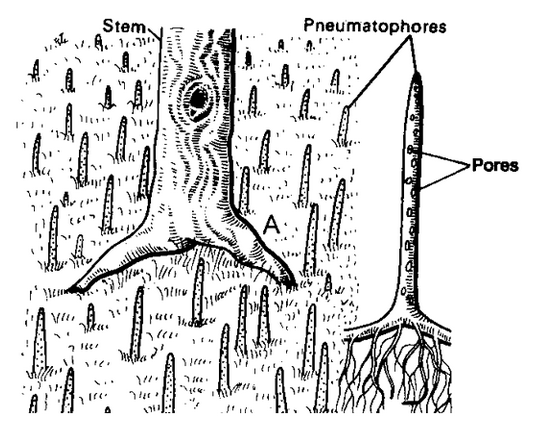 Root