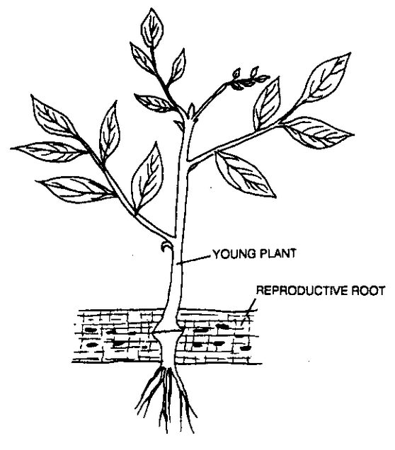 Root