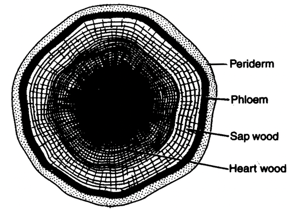 Secondary Growth In Stelar Region