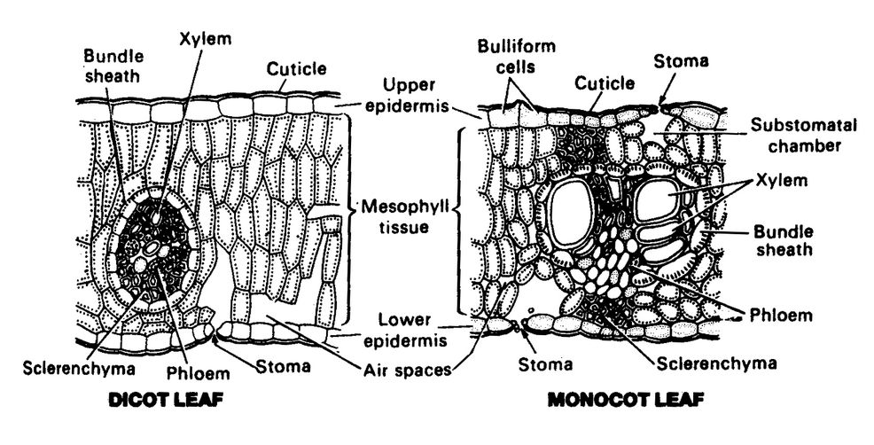 Secondary Growth In Stelar Region