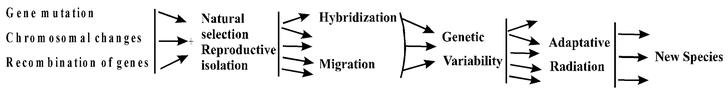 Modern Synthetic Theory Of Evolution