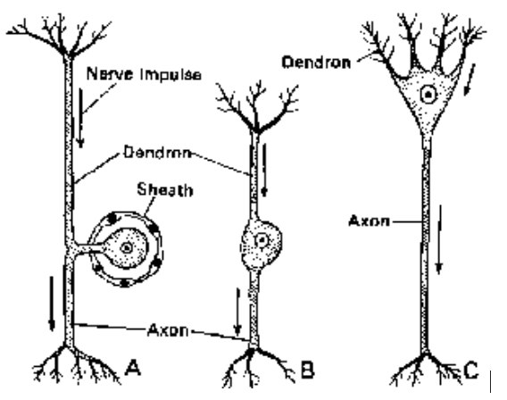 Nervous Tissue