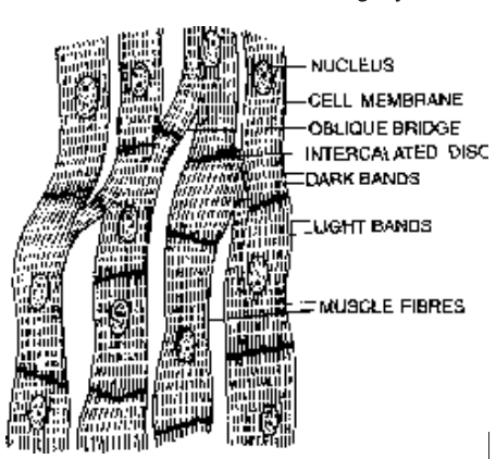 Nervous Tissue
