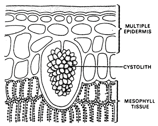Tissue System