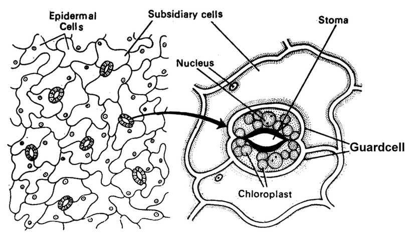 Tissue System