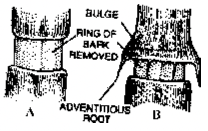 Translocation Of Solutes