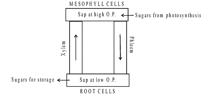 Translocation Of Solutes