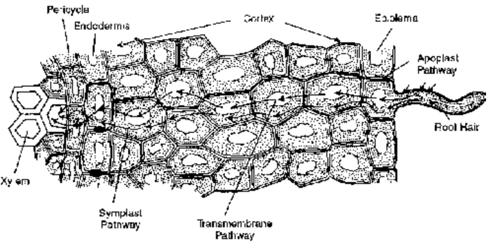 Water Absorption