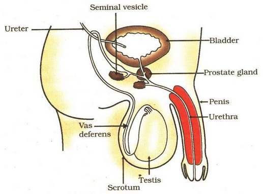 Human-male reproduction