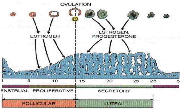 menstrual