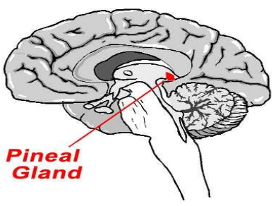 Pineal-Gland