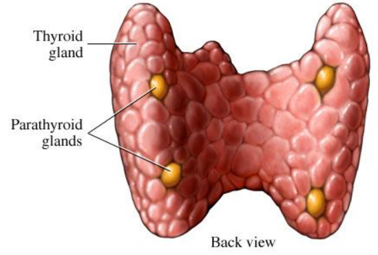 parathyroid_gland_diagram_1