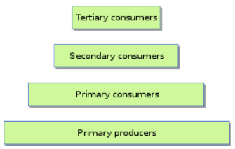 Ecological_pyramid