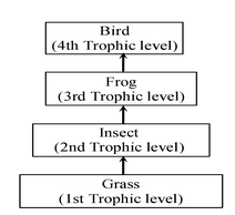 tropic levels