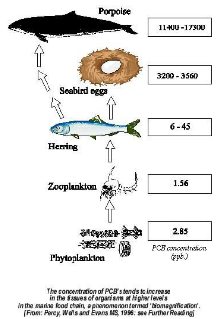 biomagnification2.jpg