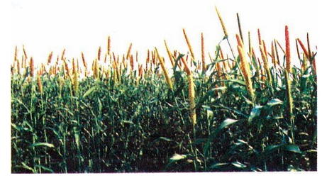 Major Cropping Regions