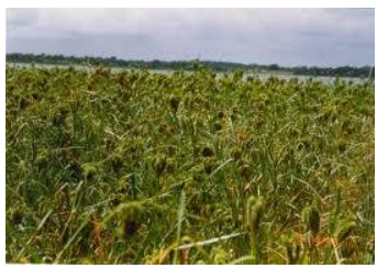 Major Cropping Regions
