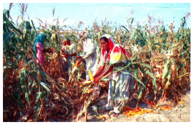 Major Cropping Regions